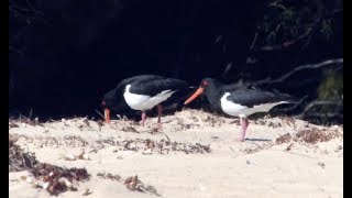 Pied Oystercatcher – Haematopus longirostris [upl. by Ahsinac]