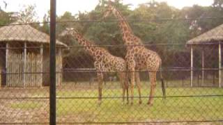 Tentativa de Acasalamento das Girafas 2 [upl. by Nosnarb]