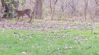 Whitetailed deer [upl. by Siriso]