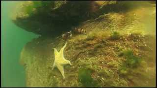 Freedive Spearfishing  Vancouver Island BC [upl. by Richy]