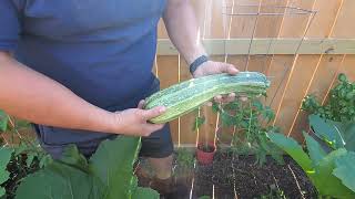 COSTATA ROMANESCO  Hand pollinating and harvest [upl. by Bazar]