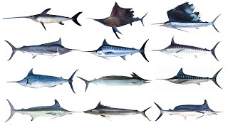 12 Types of Billfish  Billfish Species [upl. by Norvall259]