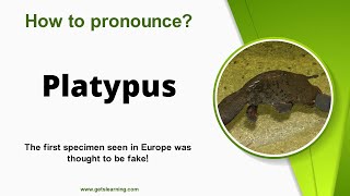 How to pronounce Platypus in English Correctly [upl. by Weinstock951]