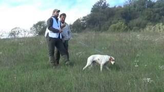 CACCIANDOcon il pointer campionato europeo su selvatico abbattuto hunting with english pointer [upl. by Latimer]