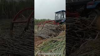 Use A Tractor Equipped With A Clamping Device To Collect And Load Sugarcane Easily [upl. by Zeke]