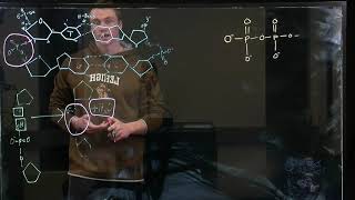 Phosphoanhydride Phosphodiester and Hydrogen Bonds BIOS 041 [upl. by Baylor909]