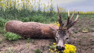 Medal Class Roebuck Hunting  Jagd für grosse abnorme Böcke [upl. by Enaoj]