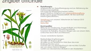 Materia medica von ZA Zingiber officinale  Der Ingwer [upl. by Lahsram]