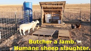 Butcher a lamb Humane sheep slaughter MUST WATCH Sanchez Fun [upl. by Asert]