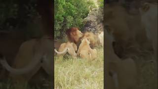 Territoriality Lions are highly territorial and occupy the same area for generations [upl. by Rufford]