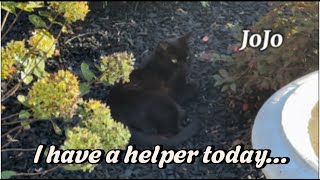 Adding Fire chief Arborvitae to front bed  rearranging Pugster Butterfly Bushes  MARATHON [upl. by Creighton]