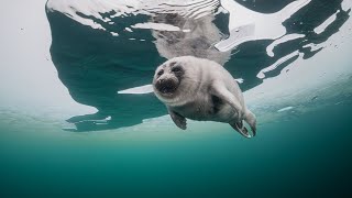 Baikal seal nerpa underwater under the ice of the Lake Baikal [upl. by Lucia528]