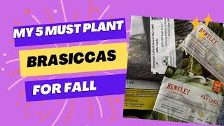 Replanting My 5 Must Plant Fall Brassicas [upl. by Shimberg]