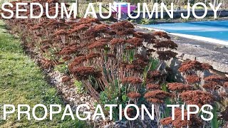 How to Grow Sedum Autumn Joy [upl. by Fabrin]