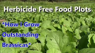 Food Plots Without Herbicide Brassicas [upl. by Naltiac]