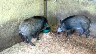 Everzwijnen  Wild boars  Olmense ZOO [upl. by Solitta758]