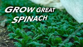 How to Grow Spinach Organically [upl. by Adella]