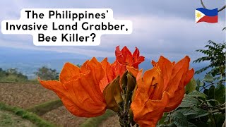 The Invasive African Tulip Tree in the Philippines A Spreading Menace [upl. by Ise]