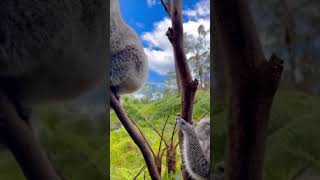 Cuteness Overloaded Two koalas hanging on a tree koala koalas animals shorts [upl. by Anelyak340]