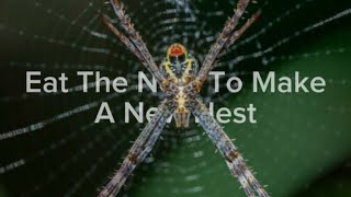 Amazing Facts About Spider Webs You Didnt Know [upl. by Jonathan]