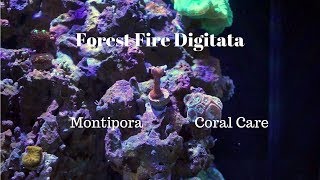 Forest Fire Digitata Digi  Coral Care [upl. by Leatrice449]