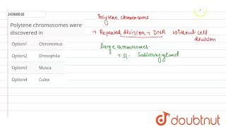 Polytene chromosomes were discovered in [upl. by Ambrosia]