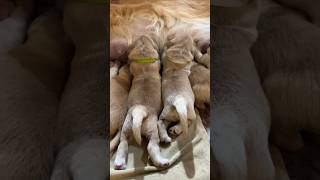 Happy puppy tails at the milk bar 🥰🐾 puppy puppies puppylife goldenretriever dog dogs pup [upl. by Halak]