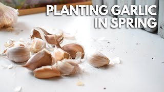 How To Plant Garlic In Spring 🧄 Balconia Garden [upl. by Eph]