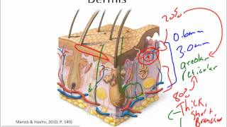 Integumentary System 2 [upl. by Acinnej]