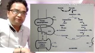 Response by facultative anaerobes to anaerobiosis Part 1 [upl. by Enelrac]