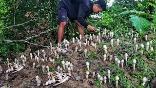 Harvesting lots of Mushrooms in the Forest  Termite Mushrooms [upl. by Charley]