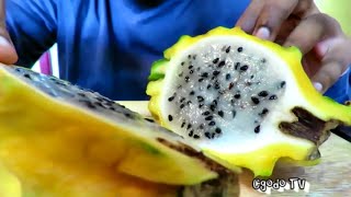 Yellow Pitaya from Ecuador  Eating Yellow Dragon Fruit  How To Eat Yellow Dragon Fruit [upl. by Yadnus]