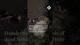 Thousands of dead fish blanket stream in Greece [upl. by Toth55]