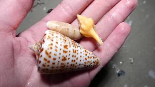 Incredible shelling on Sanibel continues [upl. by Cita498]