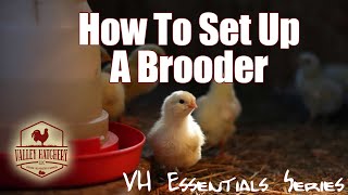 Essential Tips For Setting Up Your Brooder [upl. by Merdith]