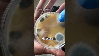 Growing microbes from the gym on homemade agar plates part 3 [upl. by Ettigdirb]