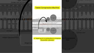 tablet compression machine and process [upl. by Hgielsel]