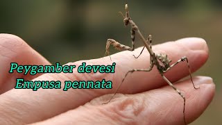 peygamber devesi böceği empusa pennata [upl. by Buddy]