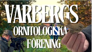 Ringmärkning  Varbergs Ornitologiska Förening [upl. by Anotyal]