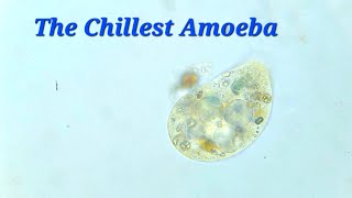 Amoeba seems to be grazing on sediment  5x Speed 200x400x Magnification [upl. by Anait941]