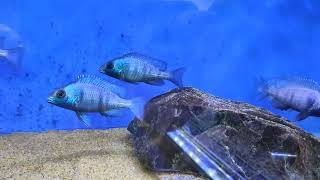 placidochromis Phenochilus Gissel  AFRICAN CICHLID [upl. by Gnap977]