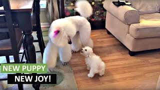 New puppy addition not intimidated by giant poodle [upl. by Waiter]