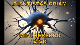 CIENTISTAS CRIAM MINI CÉREBRO VIVO [upl. by Sumedocin]