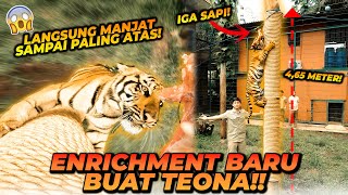 TEONA SI ANAK HARIMAU UMUR 7 BULAN BISA MANJAT BATANG POHON SETINGGI 5 METER [upl. by Akimat818]