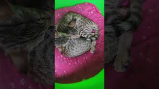 its rain funny cats sleeping wellrvfun1170 [upl. by Suertemed]