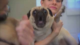 pug screaming x1000 70 sub special [upl. by Ludba]