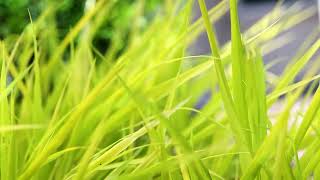 Hakone Grass Hakonechloa macra [upl. by Llenrrad]