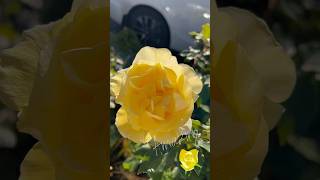 Amazing foryou mymoments flowers yellowroses [upl. by Reckford60]