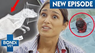 Removing Endless Blood Clots From Dogs Swollen Ear 😱 A Country Vet Practice E2  Bondi Vet [upl. by Swehttam]