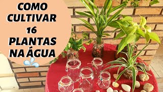 Como CULTIVAR 16 PLANTAS NA ÁGUAjardim em VIDROS [upl. by Edette]